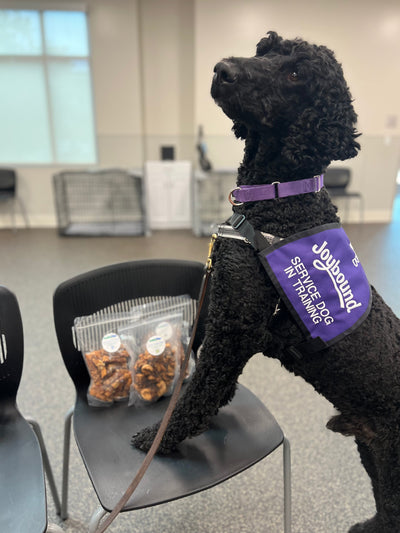 How HealthyWags Treats Are Helping Shelter Dogs Become Service Heroes 🐕‍🦺💛