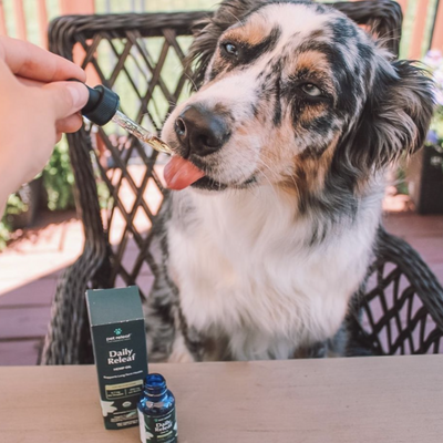 CBD Amounts for Dogs: How Much CBD Should I Give My Dog?