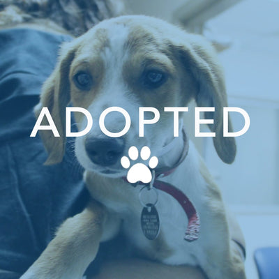 The Joy of Dog Adoption: Finding Your Perfect Companion at a Rescue or Shelter