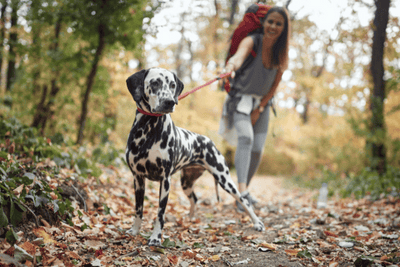 6 Hiking Tips For You And Your Dog
