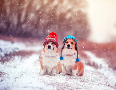 How Cold Is Too Cold for Your Dog? | Winter Safety Tips from HealthyWags Barkery