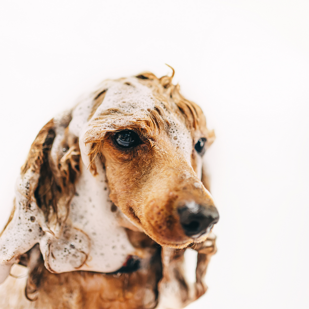 2-in-1 Hemp Shampoo and Conditioner For Dogs, Plant-Based & Limited Ingredient