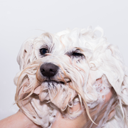 Itchy & Dry Skin Hemp Shampoo For Dogs, Plant-Based & Limited Ingredient