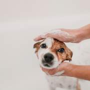 Itchy & Dry Skin Hemp Shampoo For Dogs, Plant-Based & Limited Ingredient