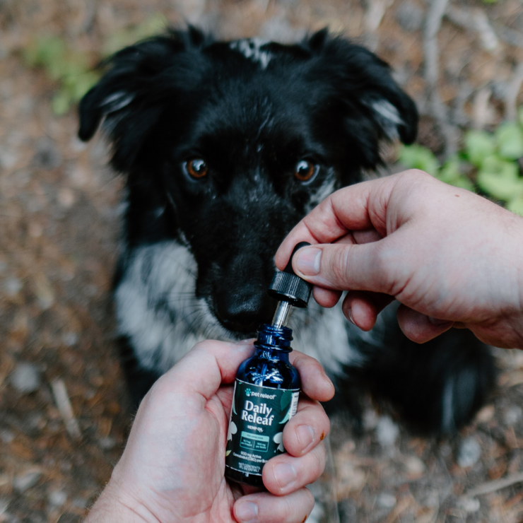 100mg CBD Oil For Small Dogs & Cats, USDA Organic for Calming, Mobility, and Overall Health