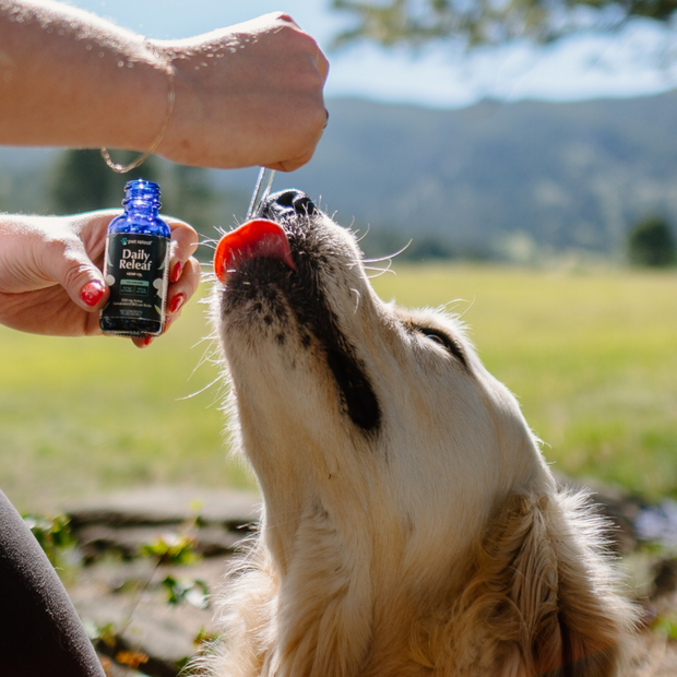 500mg Hemp Oil For Large Dogs, USDA Organic for Calming, Mobility, and Overall Health